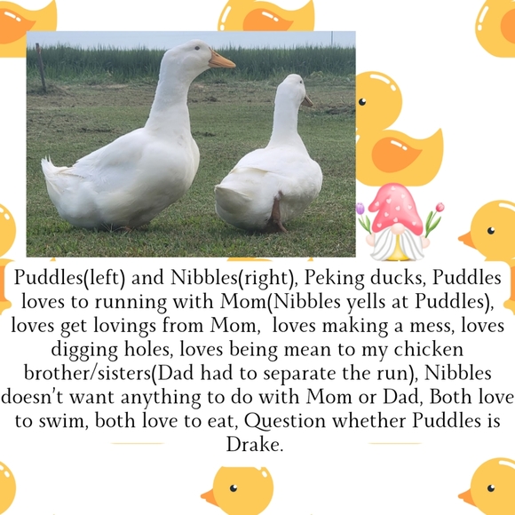 @spazcmt55 Meet Your Posher - Picture 9 of 11